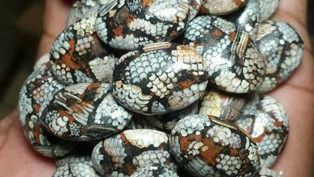 Precious: Interpreting an Ideal